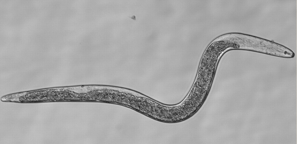 Plant Parasitic Nematode Research