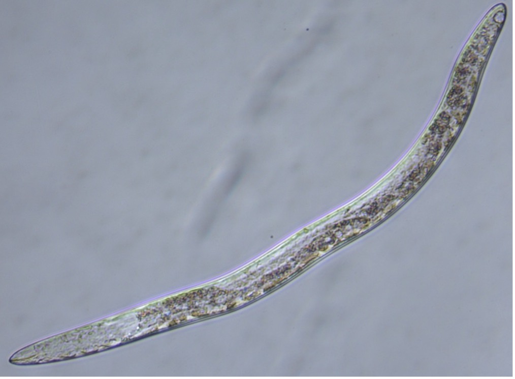 Plant Parasitic Nematode Research