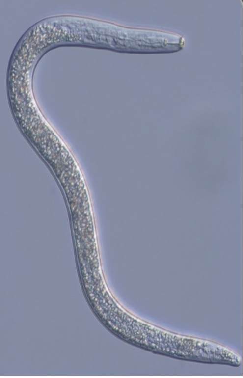 Plant Parasitic Nematode Research